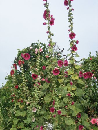 roses trémières